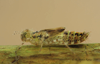 Pachydiplax longipennis, nymph
